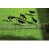 Fence System -- For Stalls & Open-Stable Farm, N, Faller Gmbh 272408