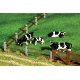 Paddock Fence 2, HO, Faller Gmbh 180431