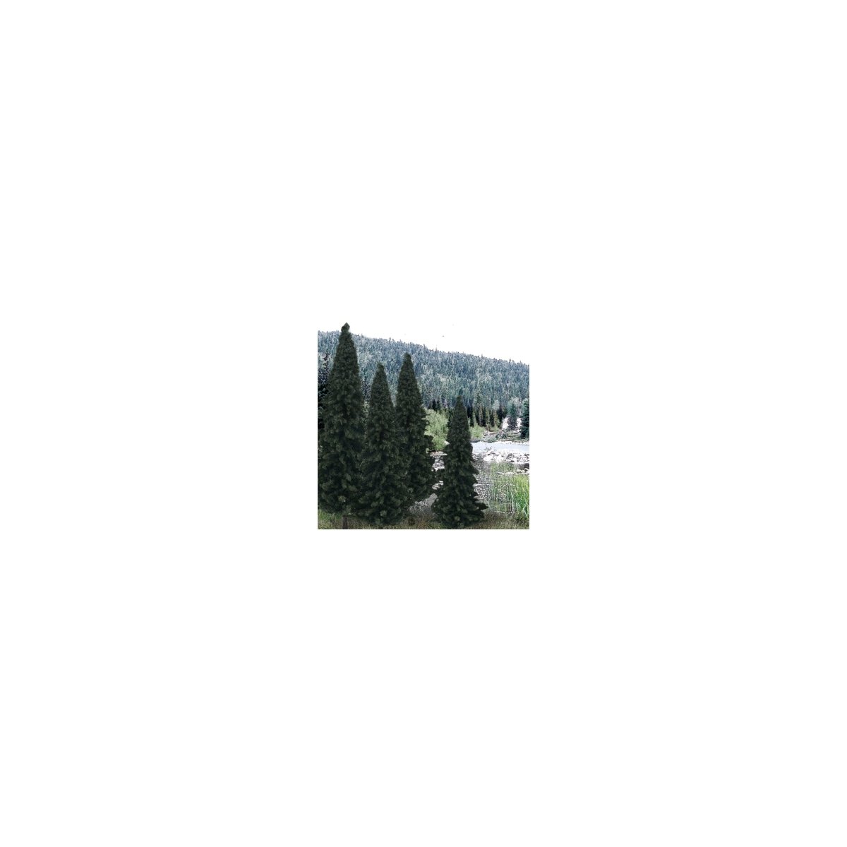 Evergreen Tree Value Pack - Ready Made Trees(TM) -- 4 - 6′ 10.2 - 15.2cm pkg(13), All Scales, Woodland Scenics 1586