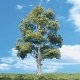 Woodland Classic Trees(R) Ready Made - Waters Edge -- 3/4 to 1-1/4′ 1.9 to 3.2cm Tall p, All Scales, Woodland Scenics 3531