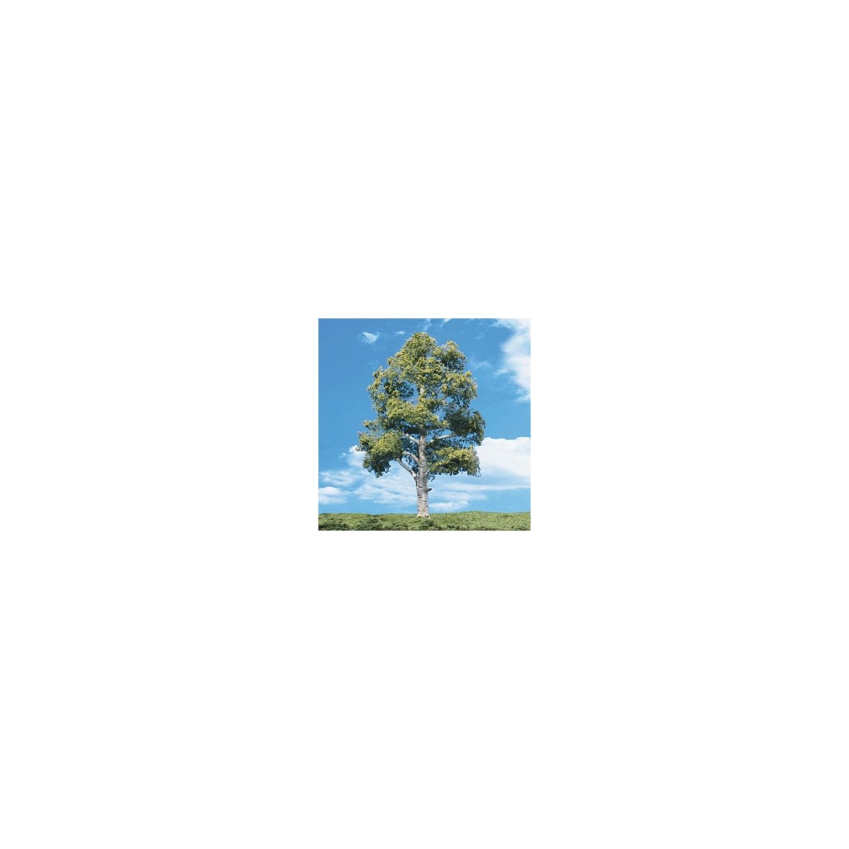 Woodland Classic Trees(R) Ready Made - Waters Edge -- 3/4 to 1-1/4′ 1.9 to 3.2cm Tall p, All Scales, Woodland Scenics 3531