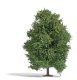 Aspen Tree -- Late Summer 4-1/2′ 11.5cm Tall, HO, Busch Gmbh & Co Kg 3743
