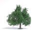 Summer Oak-Fruit Tree - Exclusive -- 3-3/4′ 9.5cm Tall, HO, Busch Gmbh & Co Kg 3662