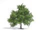 Spring Oak-Fruit Tree - Exclusive -- 3-3/4′ 9.5cm Tall, HO, Busch Gmbh & Co Kg 3661