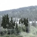 Coniferous Tree Pack - Ready Made Trees(TM) -- 2-1/2 to 4′ 6.4 to 10.2cm pkg(33), All Scales, Woodland Scenics 1580