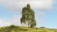 Silver Birch Tree - Master -- 7-1/16′ 18cm Tall, All Scales, Noch Gmbh & Co 20120