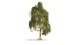 Silver Birch Tree - Master -- 7-1/16′ 18cm Tall, All Scales, Noch Gmbh & Co 20120