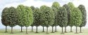 Deciduous Trees -- 2-3/4 to 4-15/16′ 7 to 12.5cm Tall pkg(12), All Scales, Busch Gmbh & Co Kg 6486