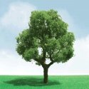 Deciduous Trees - Pro Elite -- 5-1/2′ 14cm, O, JTT Miniature Tree 92401