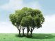 Privet Trees -- 1-3/4 - 2′ 4.4 - 5.1cm Tall pkg(3), All Scales, JTT Miniature Tree 92203