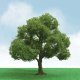Elder Trees - Pro Elite -- 1-3/4 - 2′ 1.5 - 5.1cm pkg(3), N, JTT Miniature Tree 92204