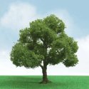 Elder Trees - Pro Elite -- 1-3/4 - 2′ 1.5 - 5.1cm pkg(3), N, JTT Miniature Tree 92204