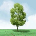 Birch Trees - Pro Elite -- 2 - 2-1/4′ 5.1 - 5.7cm pkg(3), N, JTT Miniature Tree 92209