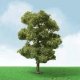 European Plane Trees - Pro Elite -- 6′ 15.2cm, O, JTT Miniature Tree 92407