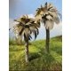 Mexican Palm Tree -- 5-6′ pkg(2), All Scales, Grand Central Scenery T25