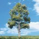 Woodland Classic Trees(R) Ready Made - Waters Edge -- 8 to 9′ 20.3 to 22.8cm Tall pkg(2, All Scales, Woodland Scenics 3539