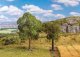 Lime and Checker Trees -- 1 of Each, HO, Faller Gmbh 181801