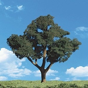 Woodland Classic Trees(R) Ready Made - Cool Shade -- 5 to 6′ 12.7 to 15.2cm Tall pkg(2), All Scales, Woodland Scenics 3514