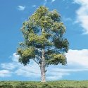 Woodland Classic Trees(R) Ready Made - Waters Edge -- 3 to 4′ 7.6 to 10.1cm Tall pkg(3), All Scales, Woodland Scenics 3534