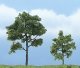 Ready Made Premium Trees(TM) - Deciduous -- Locust - 1 Each 1-3/4 & 2-3/4′ 4.4 & 7cm, All Scales, Woodland Scenics 1607