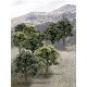 Mixed Green Deciduous Tree Pack - Ready Made Trees(TM) -- 3 to 5′ 7.6 to 12.7cm pkg(14), All Scales, Woodland Scenics 1572