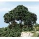Forest Canopy(TM) - Kit - 151 Cu. In. - 2474 Cu. Cm. -- Dark Green, All Scales, Woodland Scenics 1662