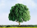 Oak Trees - Professional Series -- 3′ 7.6cm Tall pkg(2), HO, JTT Miniature Tree 94264