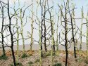 Woods Edge Trees -- Bare pkg(14), HO, Bachmann Industries 32509