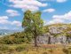 Robinia Tree, All Scales, Faller Gmbh 181703