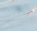 1.5V Micro Bulbs -- With Wire Terminals, All Scales, Cir-Kit Concepts Inc 101015