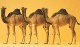 Animals -- Camels (Dromedary, 1 Hump) pkg(3), HO, Preiser Kg 20397