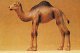 Wild Animal Figures, 1/24 - 1/25 Scale -- Camel Calf (1 Hump), 1/25, Preiser Kg 47532