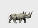 Animal -- African Rhinoceros 1, HO, Preiser Kg 29521