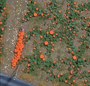 Pumpkin Patch -- Kit, HO, Busch Gmbh & Co Kg 1201