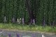 Wild Lupines pkg(16), HO, Busch Gmbh & Co Kg 1217