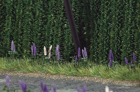 Wild Lupines pkg(16), HO, Busch Gmbh & Co Kg 1217
