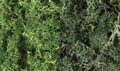 Lichen - 48oz 2.84L -- Dark Green Mix, All Scales, Woodland Scenics 168