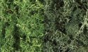 Lichen - 48oz 2.84L -- Dark Green Mix, All Scales, Woodland Scenics 168