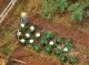 Cabbage & Cauliflower Heads -- 10 of Each, HO, Faller Gmbh 181257