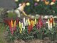 Garden Lupins pkg(16) -- Assorted Colors, HO, Busch Gmbh & Co Kg 1218