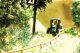 Laser-Cut Minis(R) Plants -- Fern pkg(18), N, Noch Gmbh & Co 14606