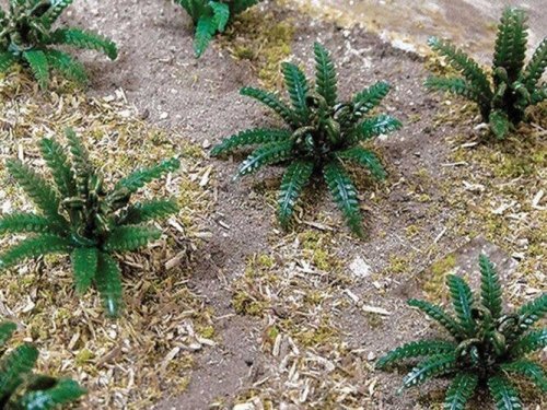 Ferns -- 5/8′ Wide pkg(12), HO, Bachmann Industries 32511