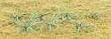 Ferns -- 5/8′ 1.6cm Wide pkg(12), HO, JTT Miniature Tree 95533