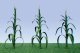 Corn Stalks -- 2′ 5cm Tall pkg(28), O, JTT Miniature Tree 95553