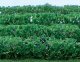 Flowering Hedges - 8 Pieces - Each 4-1/2 x 3/8 x 5/8′ 12 x 1 x 1.6cm -- Green, HO, JTT Miniature Tree 95515