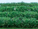 Flowering Hedges - 8 Pieces - Each 4-1/2 x 3/8 x 5/8′ 12 x 1 x 1.6cm -- Green, HO, JTT Miniature Tree 95515
