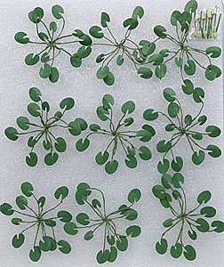 Lily Pads -- 1-1/2′ 3.8cm Wide pkg(9), O, JTT Miniature Tree 95538