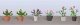 Assorted Potted Flower Plants -- Set 1 pkg(6), O, JTT Miniature Tree 95566