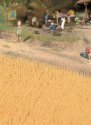 Harvest Wheat Field -- Brown, HO, Walthers SceneMaster 1143