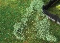 Clump Foliage -- Medium Green - Covers 7-7/8 x 11-13/16′ 20 x 30cm, HO, Faller Gmbh 181619